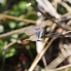 Theclinesthes serpentata at Red Hill, ACT - 27 Jun 2019