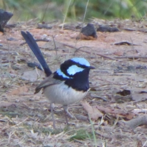 Malurus cyaneus at Yass, NSW - 25 Jun 2019