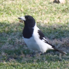 Cracticus nigrogularis (Pied Butcherbird) at Jeir, NSW - 25 Jun 2019 by Christine