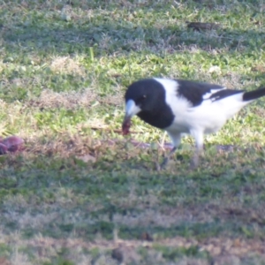 Cracticus nigrogularis at Jeir, NSW - 25 Jun 2019 10:26 AM