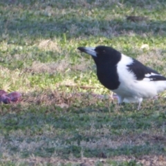 Cracticus nigrogularis at Jeir, NSW - 25 Jun 2019