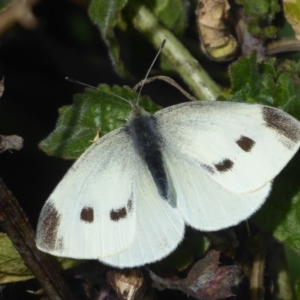 Pieris rapae at Yass, NSW - 25 Jun 2019