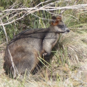 Wallabia bicolor at Yass, NSW - 25 Jun 2019