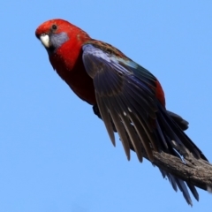 Platycercus elegans (Crimson Rosella) at Ainslie, ACT - 25 Jun 2019 by jb2602