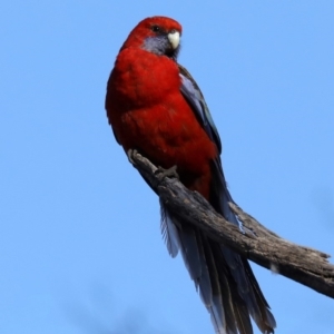 Platycercus elegans at Ainslie, ACT - 25 Jun 2019