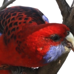 Platycercus elegans at Ainslie, ACT - 25 Jun 2019 12:00 AM