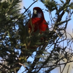 Platycercus elegans at Ainslie, ACT - 25 Jun 2019