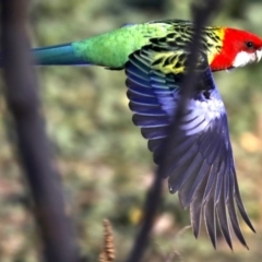 Platycercus eximius (Eastern Rosella) at Hackett, ACT - 11 Jun 2019 by jb2602