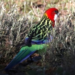 Platycercus eximius at Hackett, ACT - 11 Jun 2019 12:00 AM