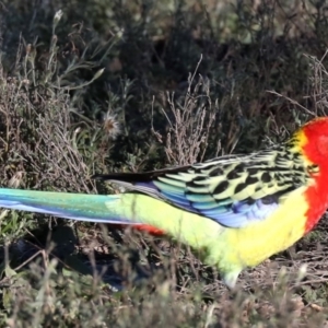 Platycercus eximius at Hackett, ACT - 11 Jun 2019 12:00 AM