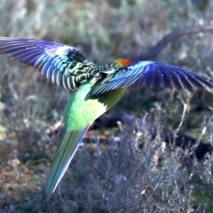 Platycercus eximius at Hackett, ACT - 11 Jun 2019 12:00 AM