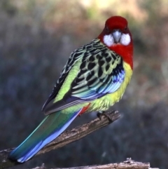 Platycercus eximius at Hackett, ACT - 11 Jun 2019 12:00 AM