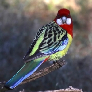 Platycercus eximius at Hackett, ACT - 11 Jun 2019 12:00 AM