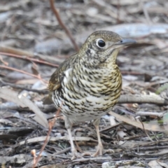 Zoothera lunulata (Bassian Thrush) at Acton, ACT - 27 Jun 2019 by HelenCross