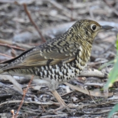 Zoothera lunulata at Acton, ACT - 27 Jun 2019 01:12 PM