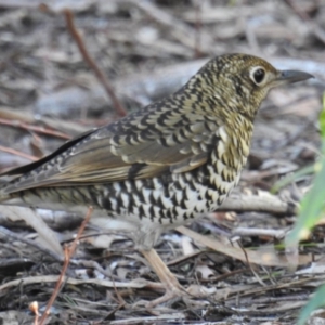 Zoothera lunulata at Acton, ACT - 27 Jun 2019