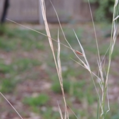 Austrostipa bigeniculata (Kneed Speargrass) at Conder, ACT - 4 Apr 2019 by MichaelBedingfield