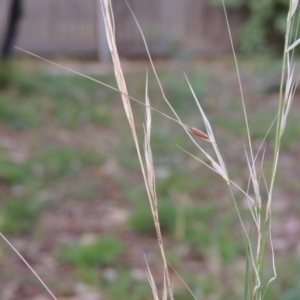 Austrostipa bigeniculata at Conder, ACT - 4 Apr 2019