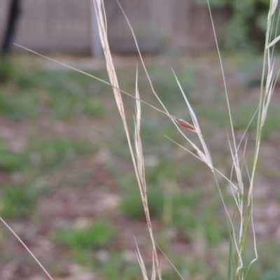 Austrostipa bigeniculata (Kneed Speargrass) at Pollinator-friendly garden Conder - 3 Apr 2019 by michaelb