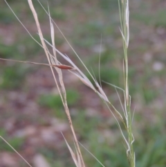 Austrostipa bigeniculata at Conder, ACT - 4 Apr 2019 10:09 AM