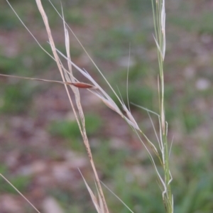 Austrostipa bigeniculata at Conder, ACT - 4 Apr 2019