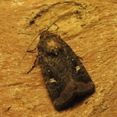 Proteuxoa bistrigula (An Owlet Moth) at Conder, ACT - 4 Apr 2019 by MichaelBedingfield