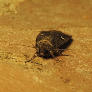 Proteuxoa bistrigula at Conder, ACT - 4 Apr 2019 08:57 AM