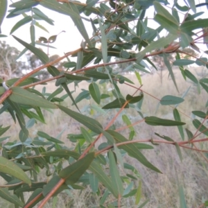 Eucalyptus viminalis at Tuggeranong DC, ACT - 3 Apr 2019