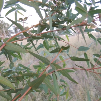 Eucalyptus viminalis (Ribbon Gum) at Tuggeranong DC, ACT - 3 Apr 2019 by michaelb