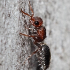 Mutillidae (family) (Unidentified Mutillid wasp or velvet ant) at Hackett, ACT - 26 Jun 2019 by TimL