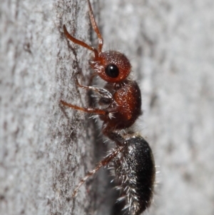 Mutillidae (family) at ANBG - 26 Jun 2019 12:26 PM