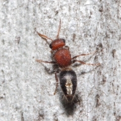 Mutillidae (family) at ANBG - 26 Jun 2019 12:26 PM