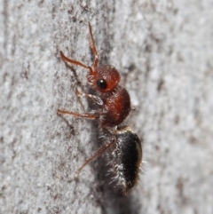 Mutillidae (family) at ANBG - 26 Jun 2019 12:26 PM