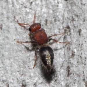 Mutillidae (family) at ANBG - 26 Jun 2019