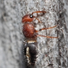 Mutillidae (family) at ANBG - 26 Jun 2019 12:26 PM