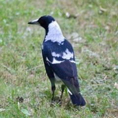 Gymnorhina tibicen (Australian Magpie) at Eurobodalla National Park - 22 Apr 2019 by RossMannell