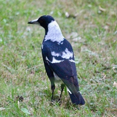 Gymnorhina tibicen (Australian Magpie) at Eurobodalla National Park - 22 Apr 2019 by RossMannell