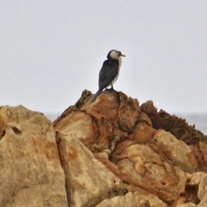 Microcarbo melanoleucos at Corunna, NSW - 22 Apr 2019