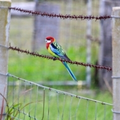Platycercus eximius (Eastern Rosella) at Corunna, NSW - 22 Apr 2019 by RossMannell