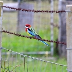 Platycercus eximius at Corunna, NSW - 22 Apr 2019