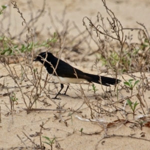 Rhipidura leucophrys at Corunna, NSW - 22 Apr 2019