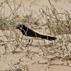 Rhipidura leucophrys (Willie Wagtail) at Eurobodalla National Park - 22 Apr 2019 by RossMannell