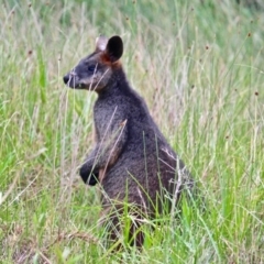 Wallabia bicolor (Swamp Wallaby) at Eurobodalla National Park - 22 Apr 2019 by RossMannell