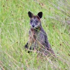 Wallabia bicolor at Corunna, NSW - 22 Apr 2019
