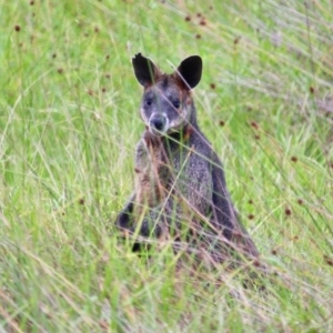 Wallabia bicolor at Corunna, NSW - 22 Apr 2019 02:18 PM