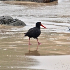 Haematopus fuliginosus (Sooty Oystercatcher) at Mystery Bay, NSW - 22 Apr 2019 by RossMannell