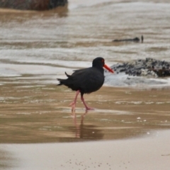 Haematopus fuliginosus at Mystery Bay, NSW - 22 Apr 2019