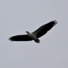 Haliaeetus leucogaster (White-bellied Sea-Eagle) at Mystery Bay, NSW - 22 Apr 2019 by RossMannell