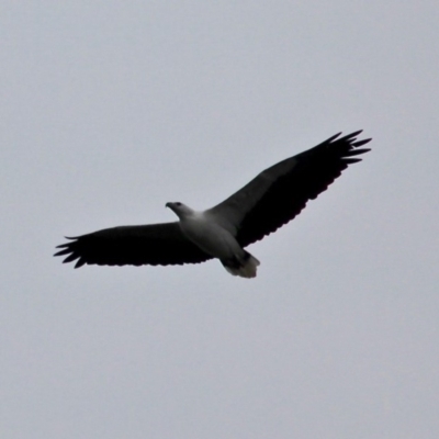 Haliaeetus leucogaster (White-bellied Sea-Eagle) at Mystery Bay, NSW - 22 Apr 2019 by RossMannell