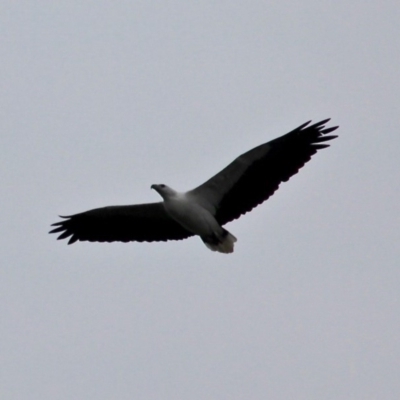 Haliaeetus leucogaster (White-bellied Sea-Eagle) at Eurobodalla National Park - 22 Apr 2019 by RossMannell